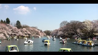 Japanese Hanami 2015! At Inokashira Park (井の頭公園)