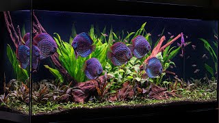 The Discus Aquascape - 50 Day Update - New Fish