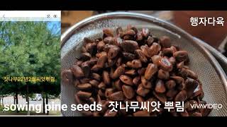 잣나무 씨앗 파종  Sowing (planting) pine seeds