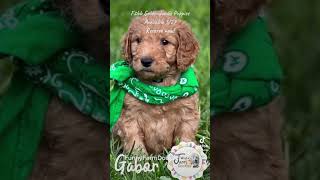 Funny Farm Doodles - F2bb Goldendoodle puppies - 5 weeks.