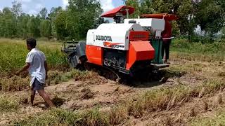 Rice harvester in Cambodia by kubota #ម៉ាសុីនច្រូតស្រូវខេត្តតាកែវ