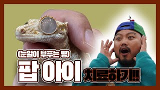 팝아이치료!! 크레스티드게코 아픈눈을 치료해 봤습니다.