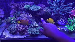 Can Angelfish be kept with coral?