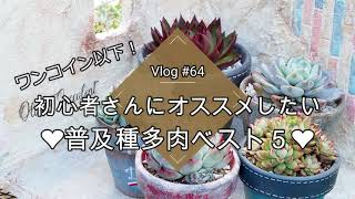 【Vlog#64】【多肉植物】初心者さんにオススメしたい！ワンコイン以下普及種多肉オススメベスト５！美しくて強い子から始めよう❤