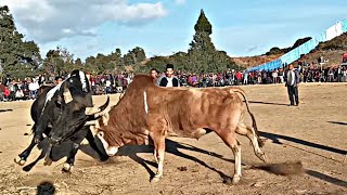 Saw Nahnah Ksha 🆚 Pushpa Sam BYNDIHATI mynta ka sngi ha Jongksha