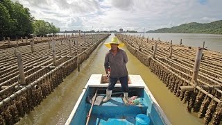 ฟาร์มหอยนางรม...สร้างชีวิต สร้างรายได้