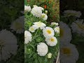 Chrysanthemum Flower Blooming in Terrace #Shorts #Flower #Chrysanthemum