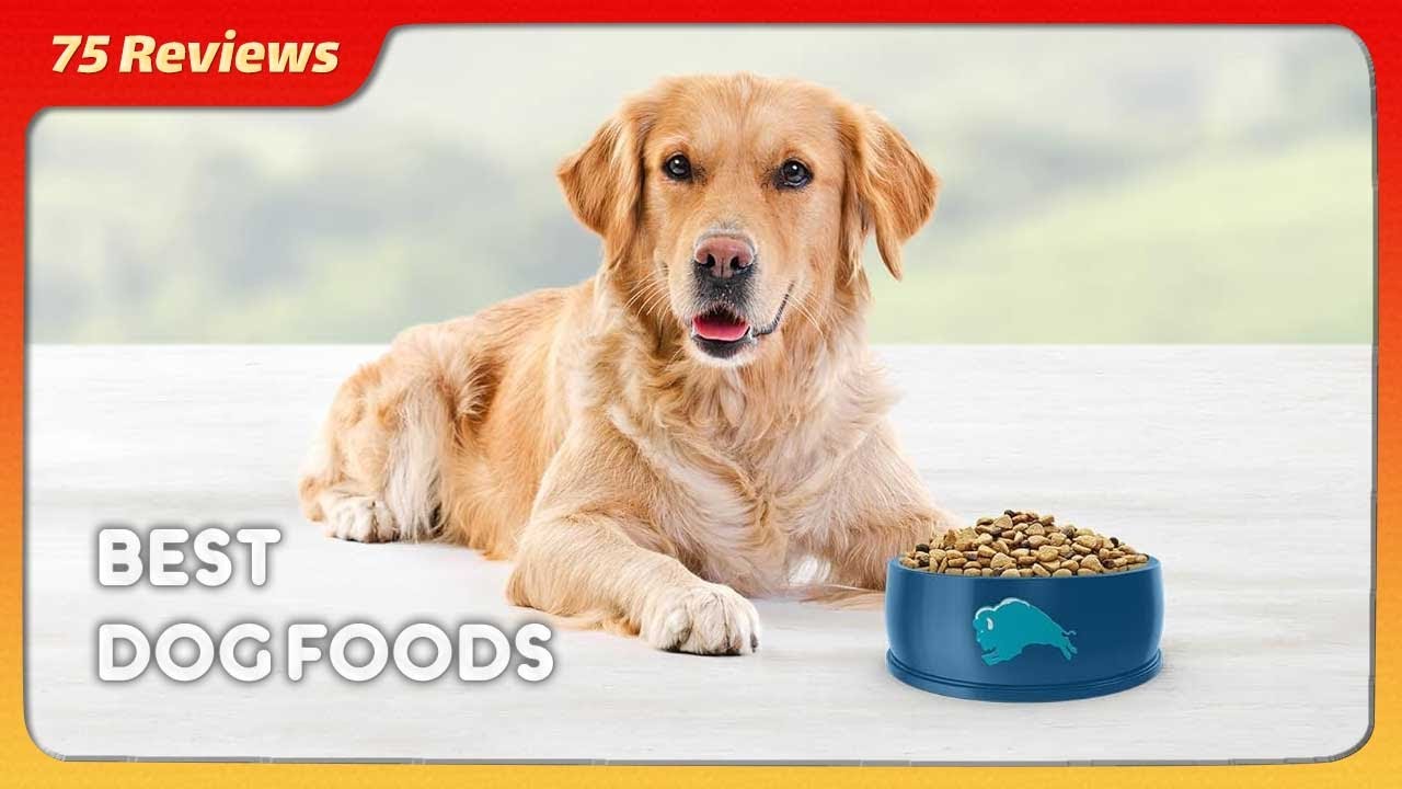 5 Best Dog Foods Of 2024 - YouTube