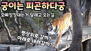 (4K)무궁이 이모가 생각하는 무궁이가 계속 걷기만 하는 이유 - 백두대간수목원 / 한국호랑이 / 호랑이숲