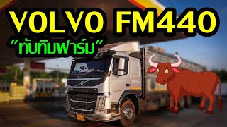 VOLVO FM440 รถพ่วงขนวัวสวยๆ \