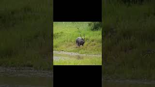 Nyala Male South Africa