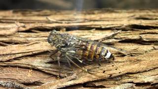 Belej cicada