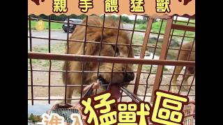 九州自然動物園親手餵猛獸│01親子