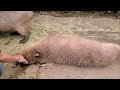 マッサージ中 やんちゃな仲間に足で踏まれてビックリ💦カピバラさん★capybaras massage 神戸どうぶつ王国