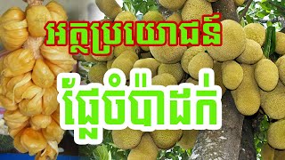 អត្ថប្រយោជន៍ផ្លែចំប៉ាដក់