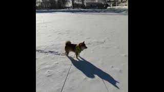 新雪の上を歩く柴犬まる　　　　　＃柴犬まる　　　　　　　　　　＃新雪　　　　　　　　　　　　　　　　　#shorts　＃Shorts　　　　　　　　　　　　　　　　　＃お散歩