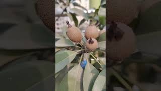 Rooftop garden baromashi sofeda fruit. #rooftopgarden #sofeda #fruits #tree #terracegarden