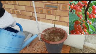 물앵두나무 화분 얼리기 - 동해방지(Freezing Korean Cherry Tree Pot - Root Freezing Prevention)