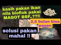 IKAN NILA BIOFLOK PAKAN MAGOT BSF