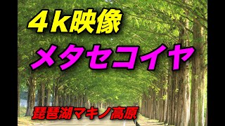 Lake Biwa Makino Plateau, Metasequoia tree-lined 4K video