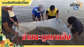 อีกแล้ว ชาวบ้านช่วยพะยูนหนุ่ม เกยตื้นชายหาดบ่อม่วง  : Matichon TV