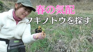 春の気配を感じる「ふきのとう」を探してみました