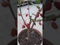 mulberry fruit plant in small pot.