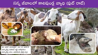 సన్నజీవాలలో కాళ్ళ పుండ్ల (Foot rot) వ్యాధి - నివారణ చర్యలు || డా. నెల్లూరు. నాగార్జున VAS