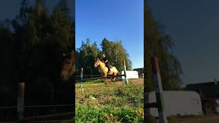 Jeszcze jakieś skoki z wakacji 🔥 #fypシ゚viral #horsing #fans #equestrian #horsy #riding #horseing