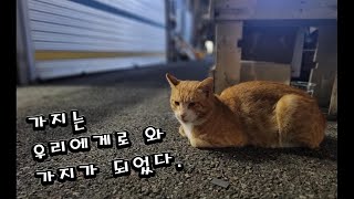 eng) 이름을 불러주었을 때, 그는 우리에게로 와서 가지가 되었다. When we called the cat's name, he came to us and became Gaji.