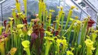 Video of my entire (550) Carnivorous Plant collection (2015)