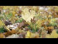 la guardia otoño en la ciudad