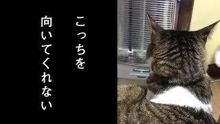 構って欲しい飼い主に耳で語る猫