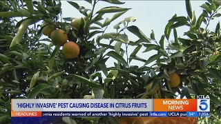 Southern California residents warned of another ‘highly invasive’ pest