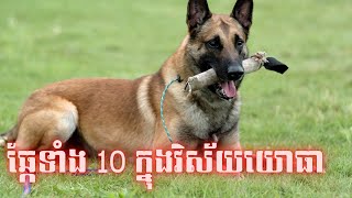 ឆ្កែទាំង 10 ដែលបម្រើក្នុងវិស័យទាហាន និងមានសមត្ថភាពអស្ចារ្យ