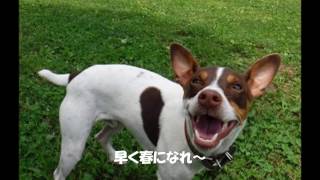 ミニピン冬の散歩　Miniature Pinscher