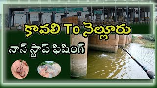 kavali to Nellore non stop river hooks earthworms tilaapiya and catfish catching Fishing Telugu