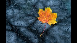 淋了一场及时雨 Rained in time