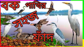 বক পাখির সহজ ফাঁদ। বকের ফাঁদ তৈরী। Indian Pond Heron Trappe। বর্শি দিয়ে বক ধরা দেখুন। Birds Easy tra