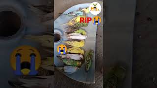 25 Pair Death In my Budgies Colony😭 #budgiesdeath #youtubeshorts #viralshorts #short