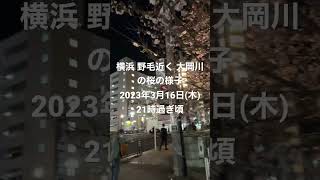 横浜桜開花状況（2023年3月16日時点）