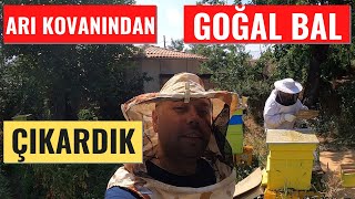 Bulgaristanda arkadaşın arı kovanlarından doğal bal çıkardık