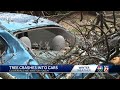 Tree falls on cars at Ardmore Terrace Apartments