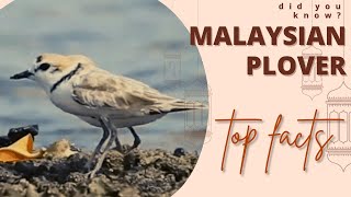 Malaysian plover facts 🦜