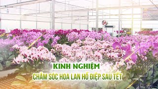 Hướng dẫn cách chăm lan hồ điệp sau dịp Tết | VTC16