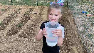 Sloan planting a few tomato plants with her cousin, part 1