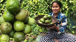 ក្រូចចងសក់ធម្មជាតិពិតៗ - Harvest Oranges Near My House in my village to Make Orange Juice