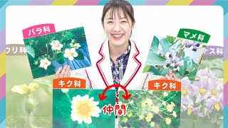 【野菜のお花を分類！】黄色？白？？いえいえ、形で分けましょう！｜合弁花・離弁花｜単性花・両性花｜双子葉類＜中学受験対応＞