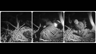 Jackie is protected by Sandy and Luna's nightly peace 25.05.2026 @FOBBVCAM