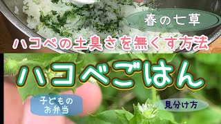 【野草術】ハコベの土臭さを無くす方法！春の七草ハコベごはん〜冬から春に食べられる野草レシピ